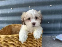 Theo, a male Bichon Frise and Shih Tzu for sale in Athens, WI – Photo 3 of 10