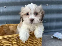 Theo, a male Bichon Frise and Shih Tzu for sale in Athens, WI – Photo 2 of 10