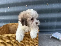 Theo, a male Bichon Frise and Shih Tzu for sale in Athens, WI – Photo 4 of 10