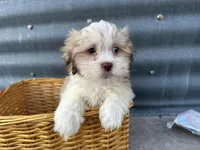 Theo, a male Bichon Frise and Shih Tzu for sale in Athens, WI – Photo 1 of 10