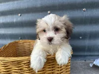 Theo, a male Bichon Frise and Shih Tzu for sale in Athens, WI – Photo 6 of 10