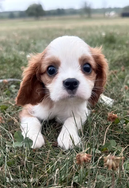 AKC Donald  – Cavalier King Charles Spaniel puppy for sale in Athens, WI