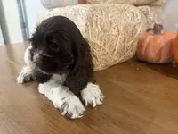 AKC Wanda , a female Cocker Spaniel for sale in Athens, WI – 8 of 10