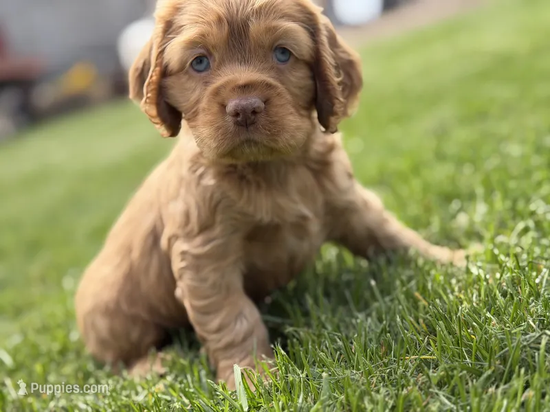 Brandon – Cocker Spaniel puppy for sale in Athens, WI