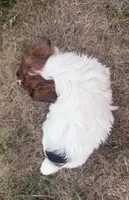 Trevor, a male Yorkshire Terrier for sale in Athens, WI – 2 of 10