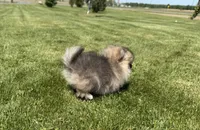Buddy, a male Pomeranian for sale in Athens, WI – 4 of 10
