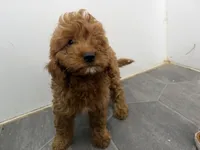 Rob, a female Cavapoo for sale in Athens, WI – 4 of 10