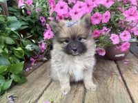 Tiffany, a female Pomeranian for sale in Athens, WI – 10 of 10