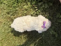 Eve, a female Poodle - Toy  for sale in Athens, WI – 9 of 10