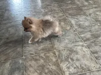 Spunky, a male Pomeranian for sale in Athens, WI – Photo 8 of 9