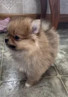 Spunky, a male Pomeranian for sale in Athens, WI – Photo 5 of 9