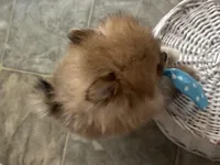 Spunky, a male Pomeranian for sale in Athens, WI – Photo 4 of 9