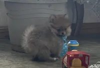 Spunky, a male Pomeranian for sale in Athens, WI – Photo 2 of 9