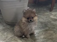 Spunky, a male Pomeranian for sale in Athens, WI – Photo 1 of 9