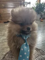 Spunky, a male Pomeranian for sale in Athens, WI – Photo 6 of 9