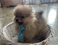 Spunky, a male Pomeranian for sale in Athens, WI – Photo 7 of 9