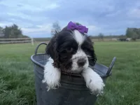 AKC Monica, a female Cocker Spaniel for sale in Athens, WI – 5 of 10