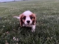 AKC Carl, a male Cavalier King Charles Spaniel for sale in Athens, WI – 9 of 10