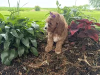 Sunnie, a female Cavapoo for sale in Athens, WI – 6 of 10