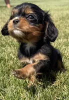 AKC Dash, a male Cavalier King Charles Spaniel for sale in Athens, WI – 2 of 10
