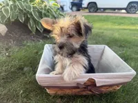 Buzz, a male Morkie for sale in Athens, WI – 3 of 10