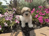 Fiona, a female Yorkshire Terrier for sale in Athens, WI – 1 of 10