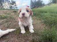 Annie, a female Cavapoo for sale in Athens, WI – 2 of 10