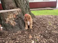 Susie, a female Cavapoo for sale in Athens, WI – 10 of 10