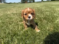 AKC Dixie, a female Cavalier King Charles Spaniel for sale in Athens, WI – 5 of 10