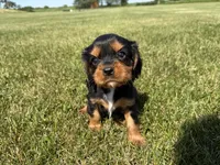 AKC Dexter, a male Cavalier King Charles Spaniel for sale in Athens, WI – 6 of 10