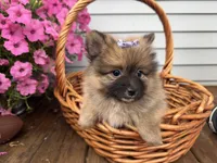 Tiffany, a female Pomeranian for sale in Athens, WI – 5 of 10