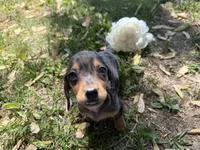 Harper, a female Miniature Dachshund for sale in Athens, WI – 10 of 10