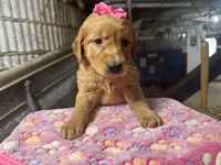 Remi, a female Golden Retriever for sale in Athens, WI – Photo 2 of 10