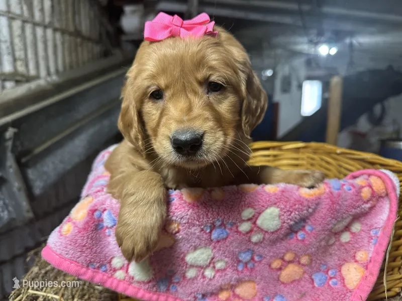Remi – Golden Retriever puppy for sale in Athens, WI