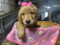 Remi, a female Golden Retriever for sale in Athens, WI – Photo 1 of 10