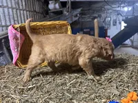 Remi, a female Golden Retriever for sale in Athens, WI – Photo 8 of 10