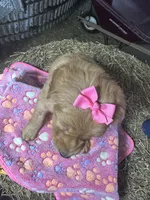 Remi, a female Golden Retriever for sale in Athens, WI – Photo 7 of 10