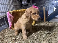 Remi, a female Golden Retriever for sale in Athens, WI – Photo 10 of 10