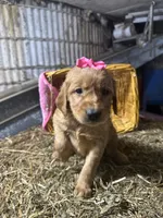 Remi, a female Golden Retriever for sale in Athens, WI – Photo 4 of 10