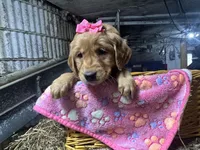 Remi, a female Golden Retriever for sale in Athens, WI – Photo 5 of 10