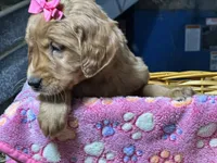 Remi, a female Golden Retriever for sale in Athens, WI – Photo 6 of 10