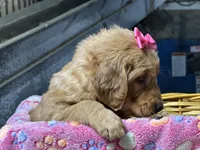 Remi, a female Golden Retriever for sale in Athens, WI – Photo 9 of 10