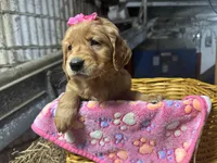 Remi, a female Golden Retriever for sale in Athens, WI – Photo 3 of 10