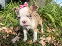 Patty, a female Boston Terrier for sale in Athens, WI – 1 of 10