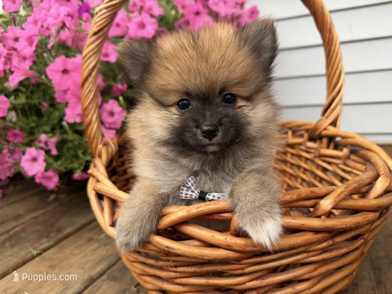 Tuffy – Pomeranian puppy for sale in Athens, WI