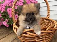 Tuffy, a male Pomeranian for sale in Athens, WI – 1 of 10