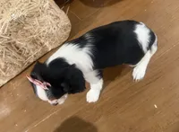 Callie, a female Cavalier King Charles Spaniel for sale in Athens, WI – 7 of 10