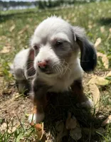 Hudson, a male Miniature Dachshund for sale in Athens, WI – 1 of 10
