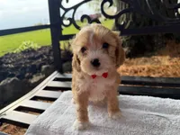 Eddie, a male Cavapoo for sale in Athens, WI – 4 of 10