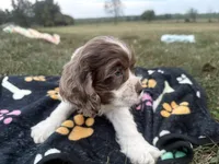 AKC Matt, a male Cocker Spaniel for sale in Athens, WI – 3 of 10